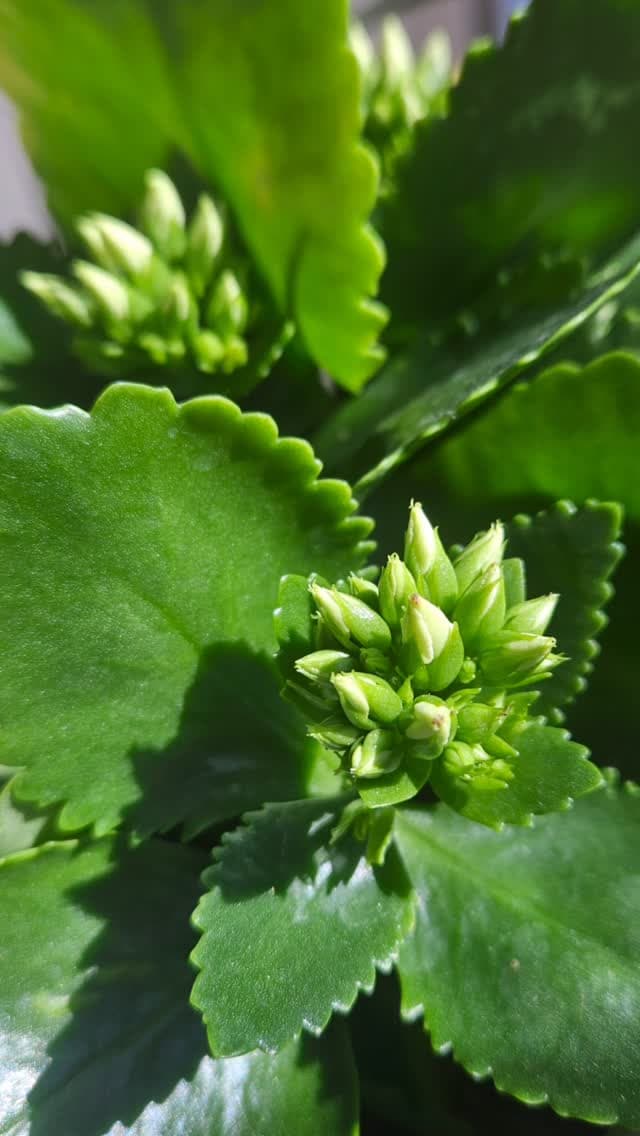 Prepare for the incoming spring season by adding a touch of greenery to your home 🪴
#antiquajewel